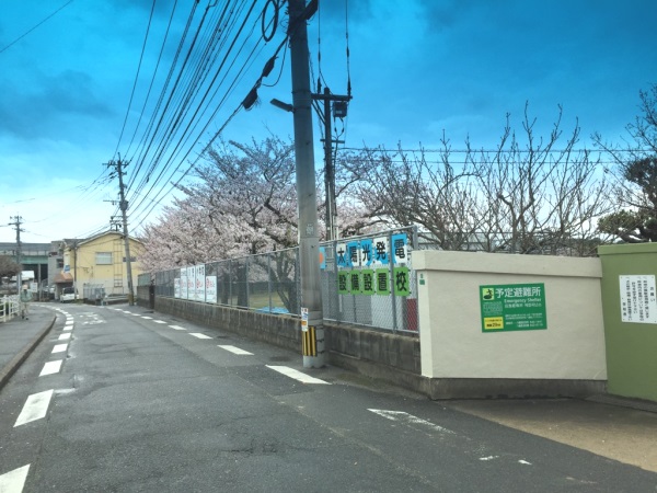 小学校横の桜１