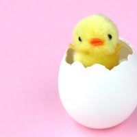 ひよこぬいぐるみ